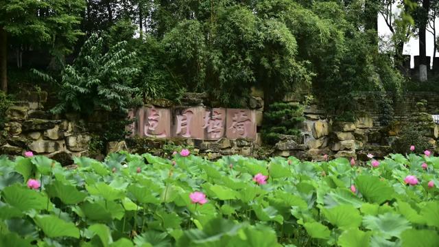 太火了！新都这个景区上榜全国TOP10
