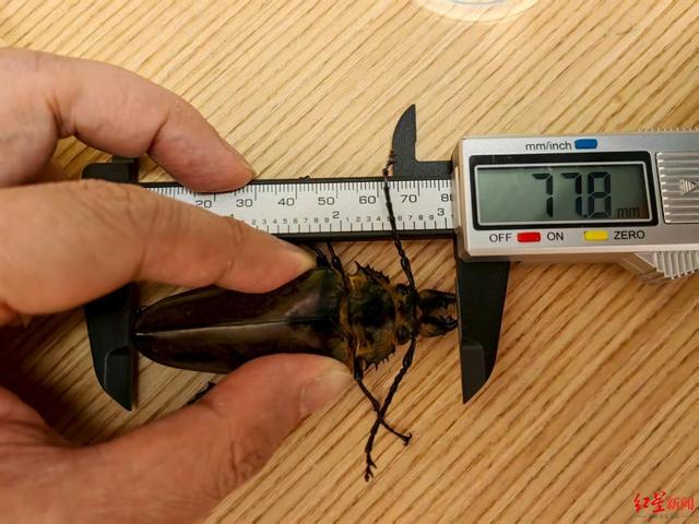 云南哀牢山发现西南地区“最大天牛”