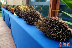 油棕能否在中国规模化种植？科学家正在破解难题图片