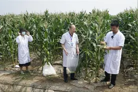 武汉汉南20多种甜玉米熟了！他们到田间地头做了这个检测图片