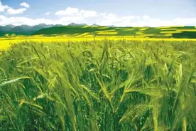 卓尼：青稞产业方兴未艾 乡村振兴蓄势赋能图片