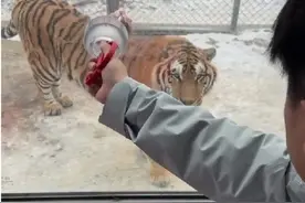 一口都吃不下？“南方小土豆”给哈尔滨的东北虎喂得都走不动道了！图片