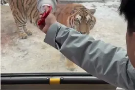 一口都吃不下？“南方小土豆”给哈尔滨的东北虎喂得都走不动道了！图片