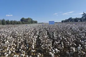 安徽棉花品种在新疆试种成功图片