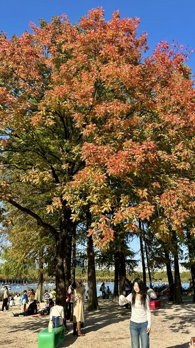 世纪公园秋日市集开启，音乐美景非遗手作齐聚，还藏着进博好物