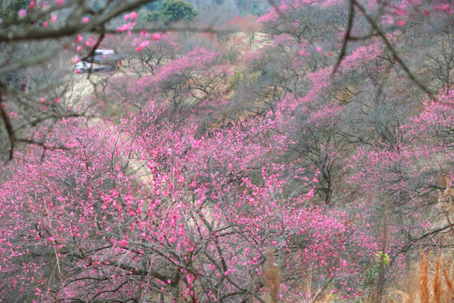赏花去！奉化这波“梅”景，太出片→