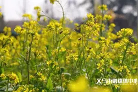 直冲21℃！义乌入春……图片