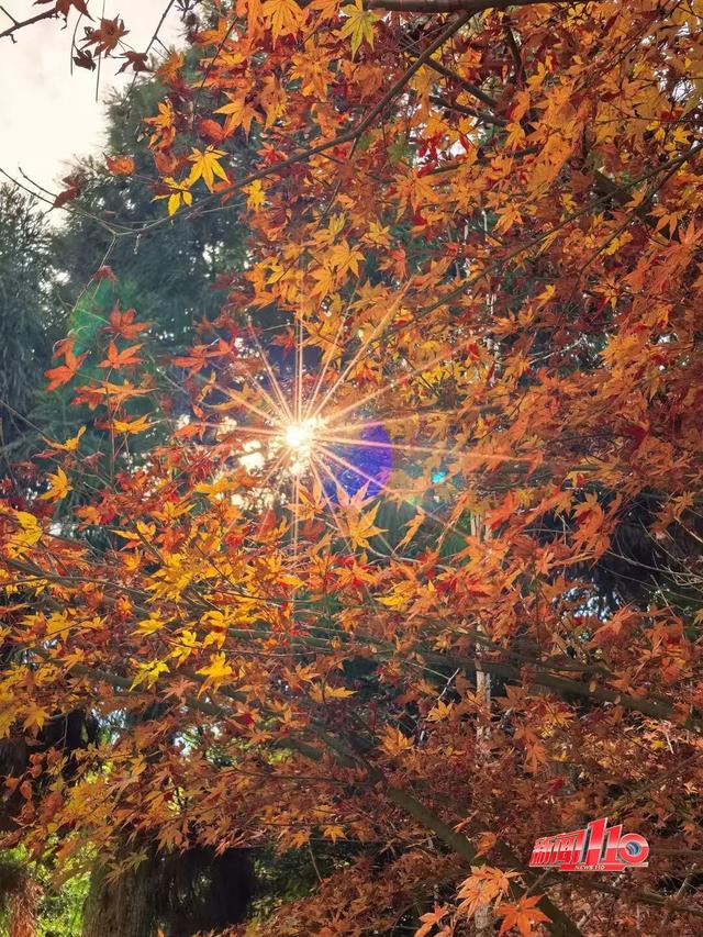 红了！红了！不少福州人都出动了......下周憋大招，强冷空气这天杀到