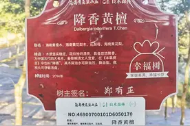 为何要给海南黄花梨“上户口”？答案是______图片