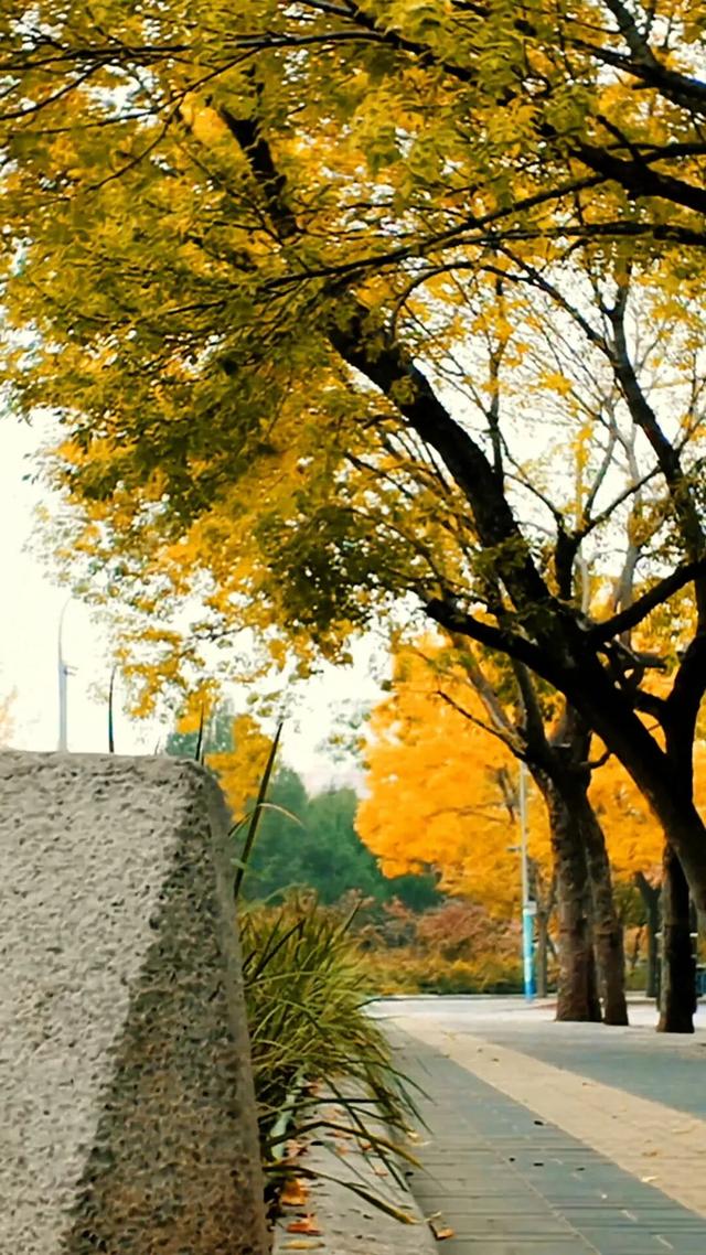 黄金大道秋意浓，石景山这条路进入最佳观赏期！