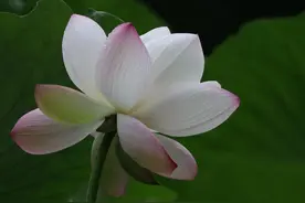 济南动物园东门湖荷花盛放，尽显夏日风情图片