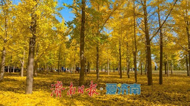 一年四季 泉在济南丨一叶知秋末，一林引客来！济南黄河银杏林观赏进入倒计时