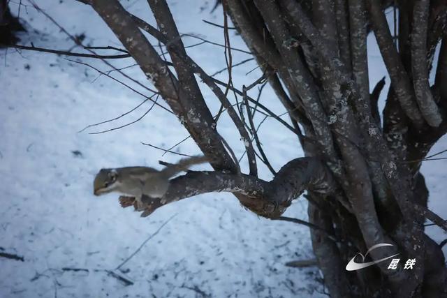 冬日游香格里拉,邂逅雪域浪漫