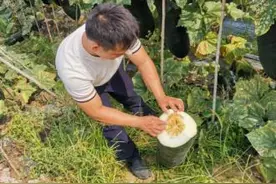 海南农技专家到田指导防治冬瓜黑心病图片