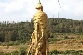 养生赛道“王牌领跑员”，“参”请加入Your Life图片