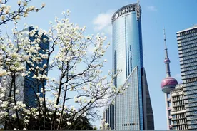 市花白玉兰何处寻？上海白玉兰观赏地图发布图片