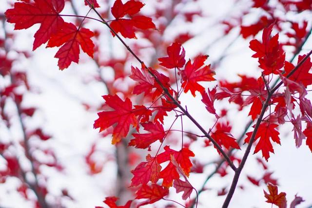 上海市区免费公园的枫叶大道红了！还有通往 “欧洲城堡” 的绝美旋梯→