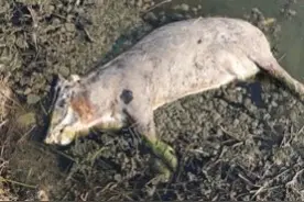 河南泌阳一河道漂死猪，镇政府：打捞8头，已进行无害化处理图片
