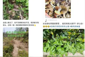 春暖花开“挖野菜”？法律风险提醒→图片