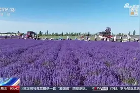 新疆伊犁 薰衣草盛花季 “浪漫紫色”带火当地旅游图片