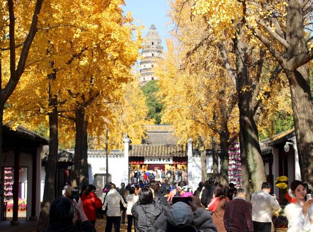 江苏：游苏州虎丘 赏金色银杏