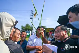 一种两收！浙江田头推广再生稻图片