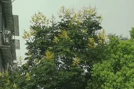 雷暴大风和雷电双预警，杭州市民注意防范强对流天气图片