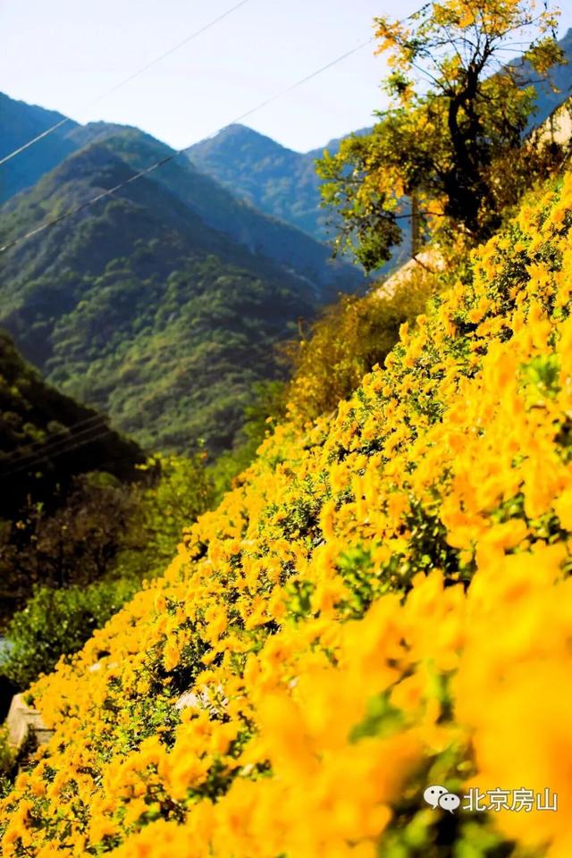 多彩京秋各区巡游 |房山区美翻了！秋日限定~