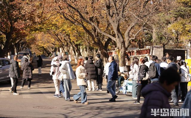 八大关枫叶抓紧看