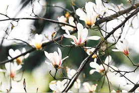 古城西安：诗情“花”意  春色撩人图片
