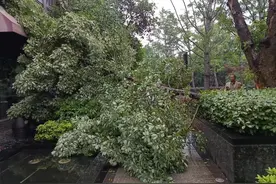 大树被雷劈倒后横在人行道上，最新进展图片