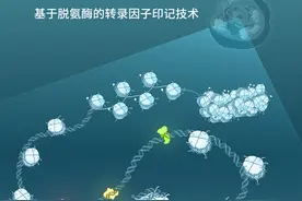 解读人类基因组的“超清显微镜”问世！图片