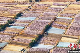 新疆吐鲁番2024年杏花季活动将于3月20日在托克逊县启幕图片