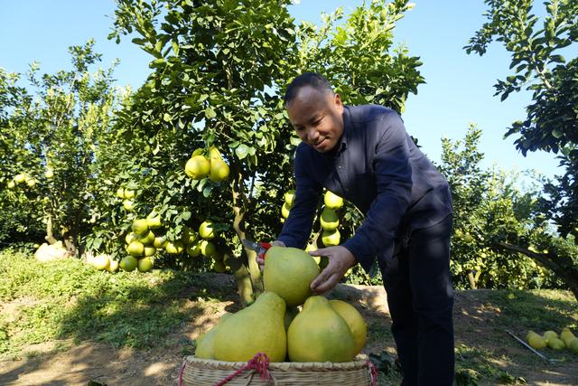 第1视点｜乡村振兴路 金柚正飘香