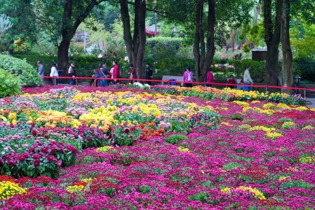 这场秋菊盛会，描绘着福建的千年风雅