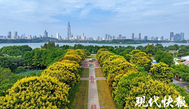 金黄缀枝、“灯笼”初挂，南京栾树把秋意带上枝头