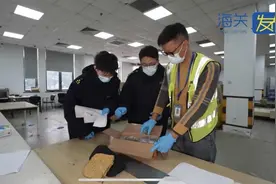 上海海关查获36只活体德哈尼蜈蚣，身长约20厘米图片