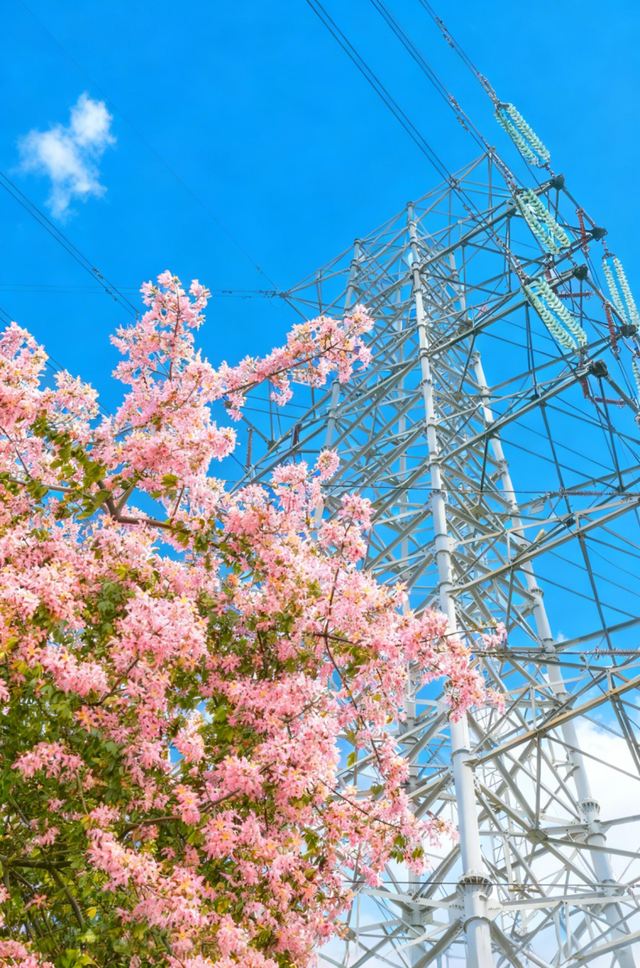 粉色花海，已开遍龙华