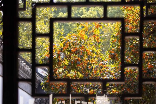 上海赏秋天花板，这波期待值拉满！