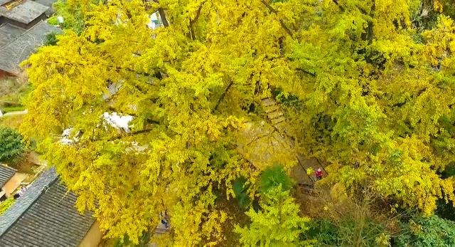 来金色妥乐 赏深秋美景