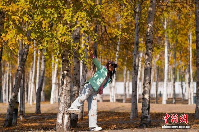 黑龙江哈尔滨：市民漫步白桦林感受深秋之美