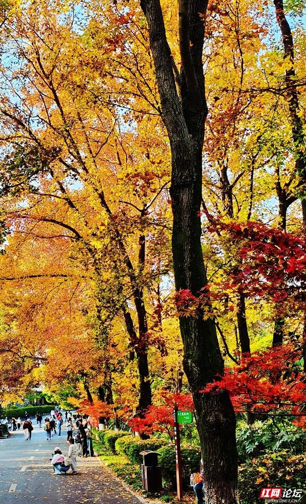 【每日一图@湖南】层林尽染，游人如织，湖南省植物园开启最美“枫”景季