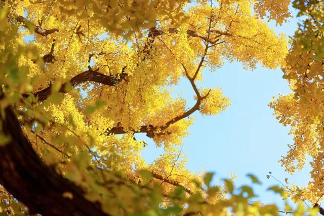 赵立坚微博打call日照银杏古树！附高清大图+进阶玩法！