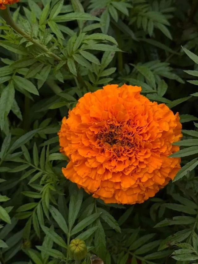 大观公园万寿菊花开正好