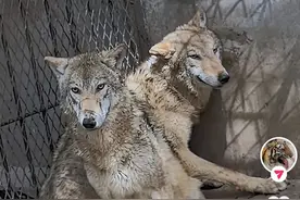 东北虎女饲养员让狼秒“哆嗦” ，当事人最新回应图片