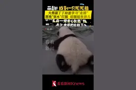 萌翻!大熊猫丁丁幼崽学“走路” 原地划水打圈圈图片