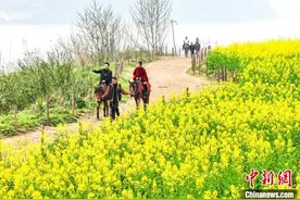 四川合江：油菜花开春意浓图片