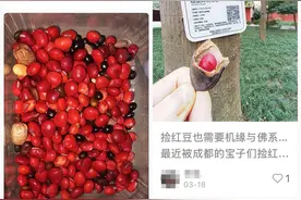 成都“红豆热”暗藏危险，专家提醒：此豆非彼豆，误食会中毒图片