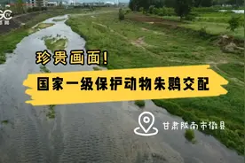 珍贵画面！国家一级保护动物朱鹮交配图片