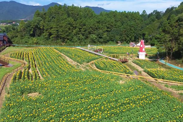 双牌：初秋花海醉游人四季观景绘就全域旅游新图景